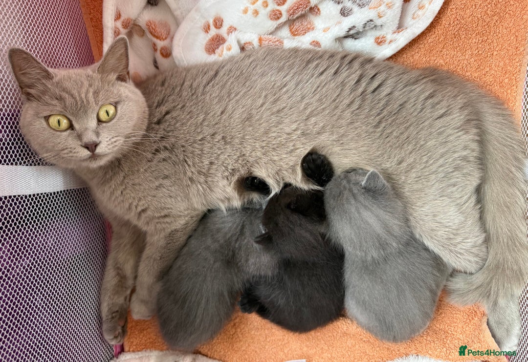 British Shorthair cats for sale: Adorable British Shorthair kittens - Blue & Choco - Image 18