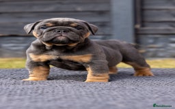 English Bulldog dogs for sale: English Bulldog puppies  - Image 15
