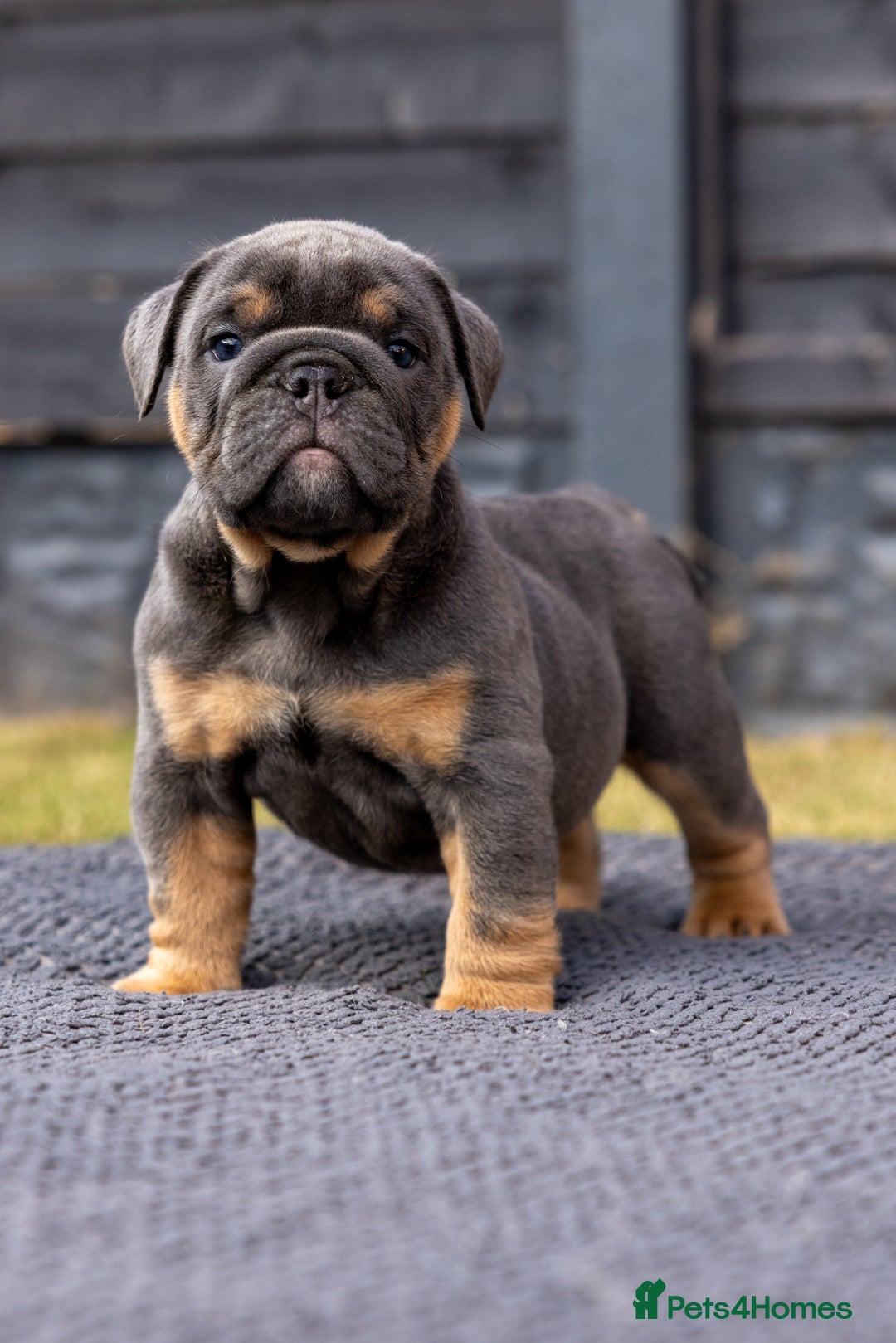 English Bulldog dogs for sale: English Bulldog puppies  - Image 15