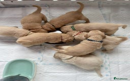 Golden Retriever dogs for sale: Rare & wonderful petite golden retrievers - Image 22