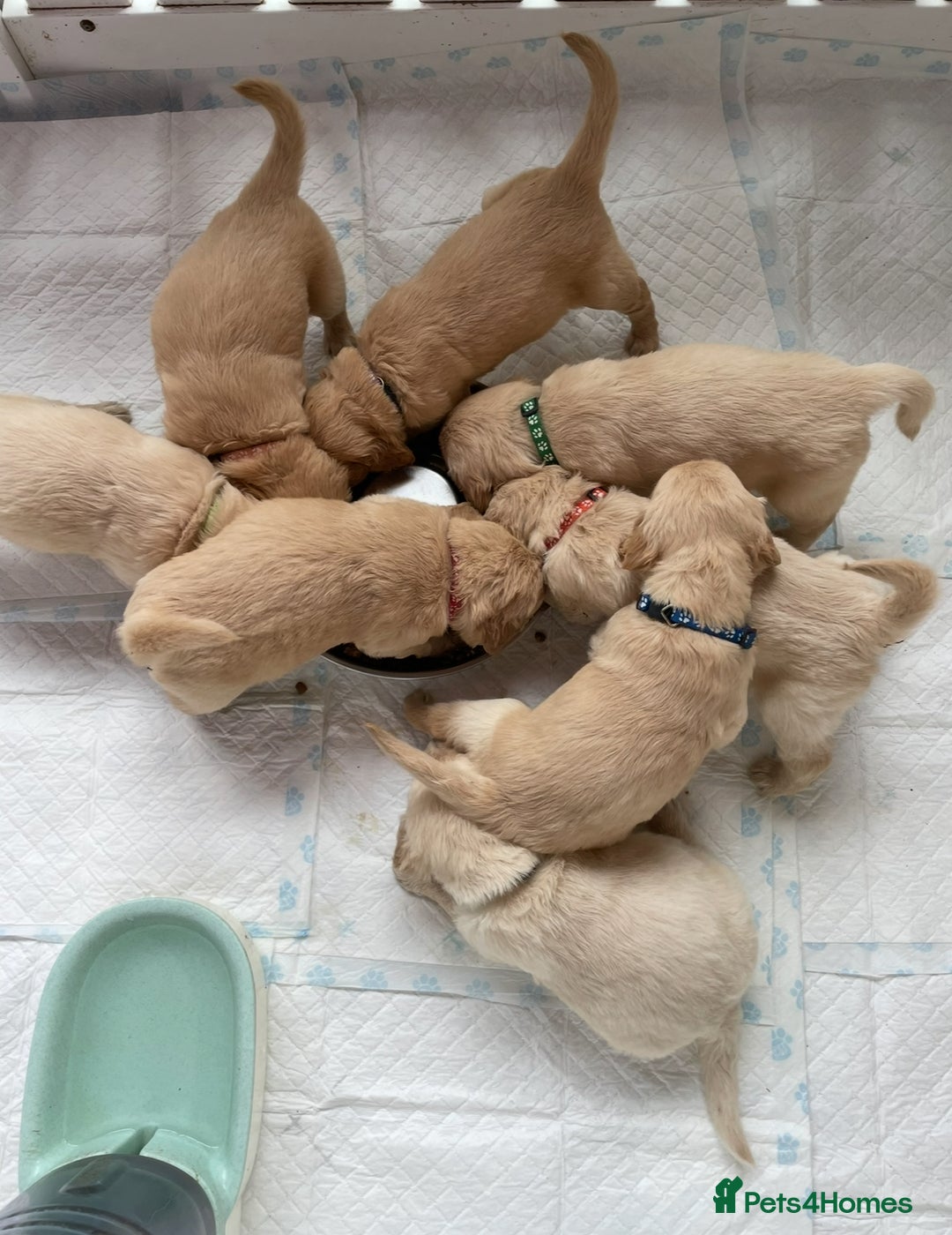 Golden Retriever dogs for sale: Rare & wonderful petite golden retrievers - Image 22