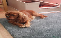 Cavalier King Charles Spaniel dogs for sale: 2 Cavalier king Charles puppies left - Image 4