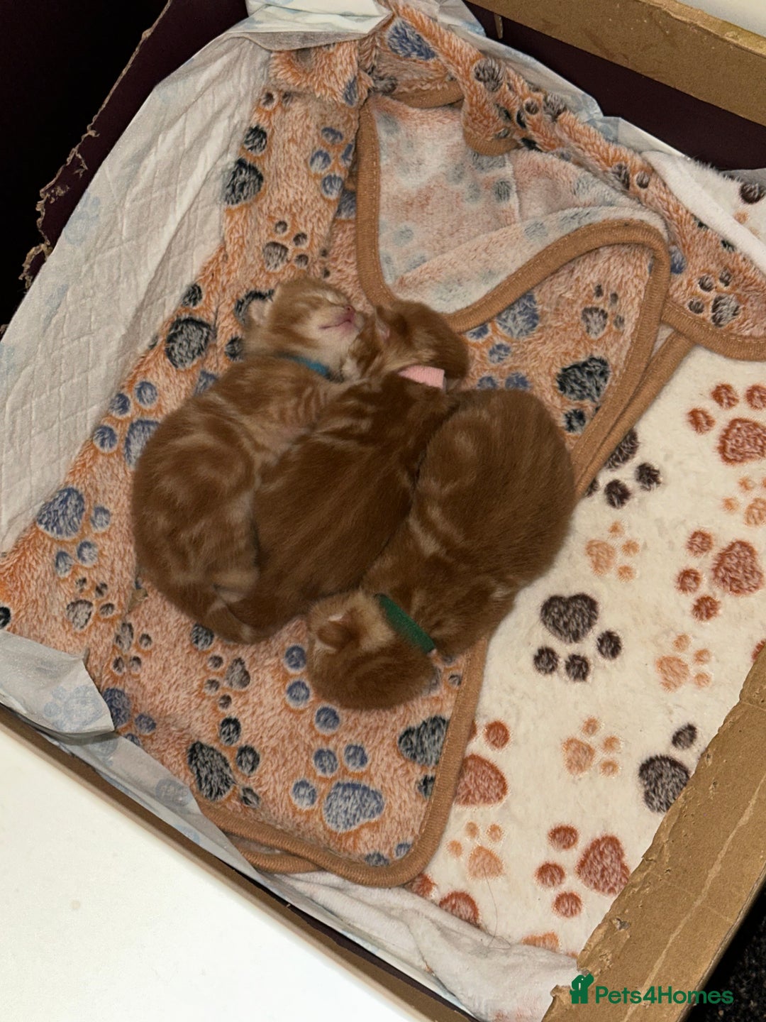 Scottish Fold cats for sale: Ginger Scottish fold/straights - Advert 8