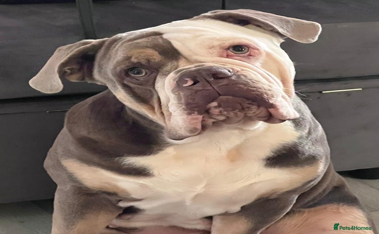Olde English Bulldogge dogs - Advert 1