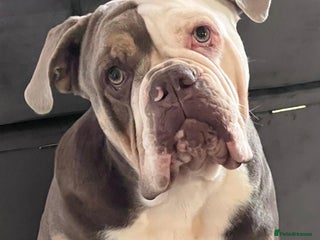 Olde English Bulldogge dogs - Advert 5