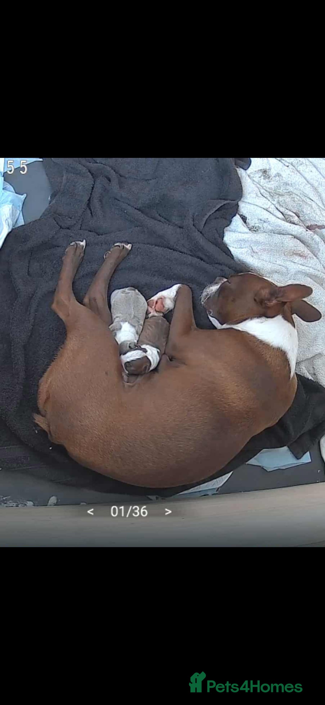 Boston Terrier dogs for sale: Blossom's Beautiful Bostons - Advert 3