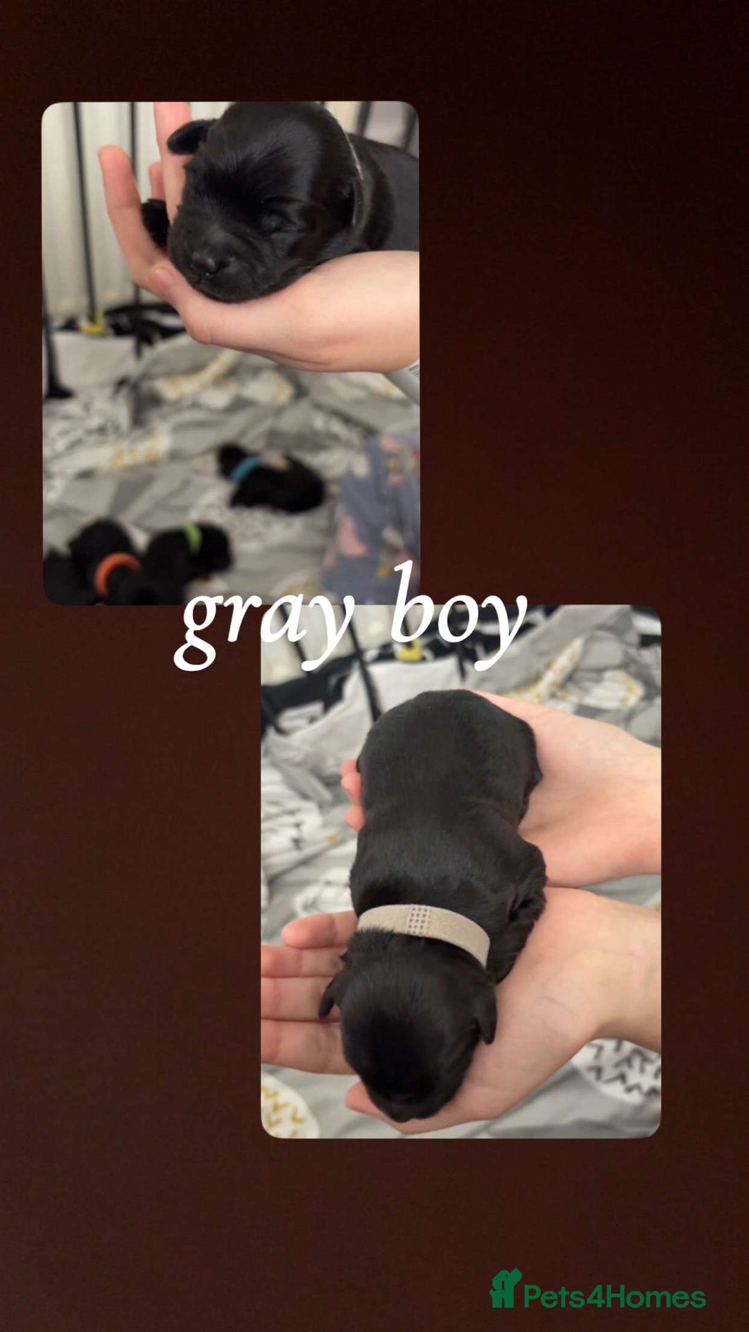 Mixed Breed dogs for sale: Jackawawa x miniature poodle  - Image 2