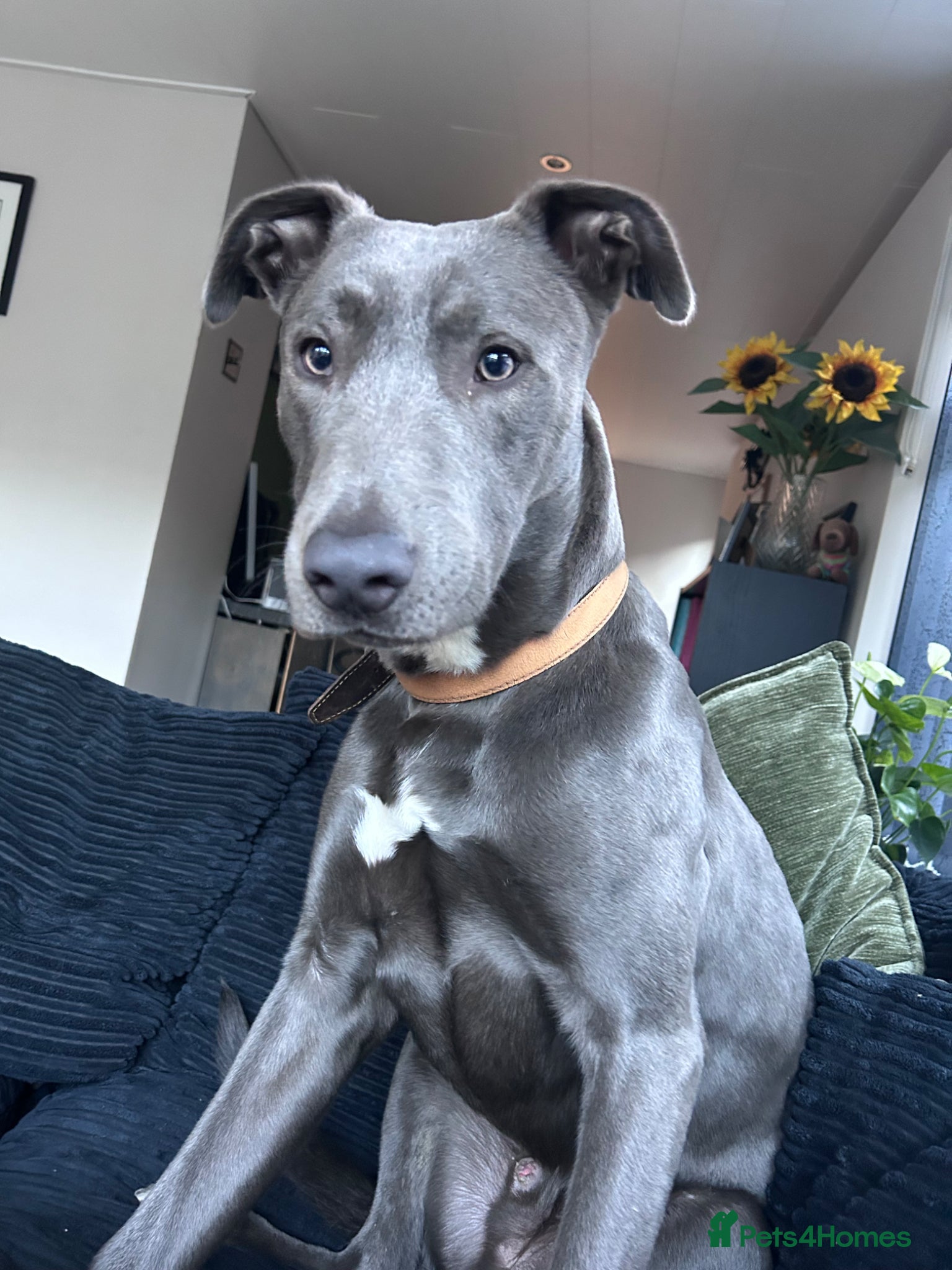 Lurcher dogs Bull Lurcher  - Advert 4