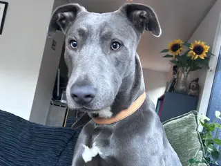 Lurcher dogs Bull Lurcher - Advert 4