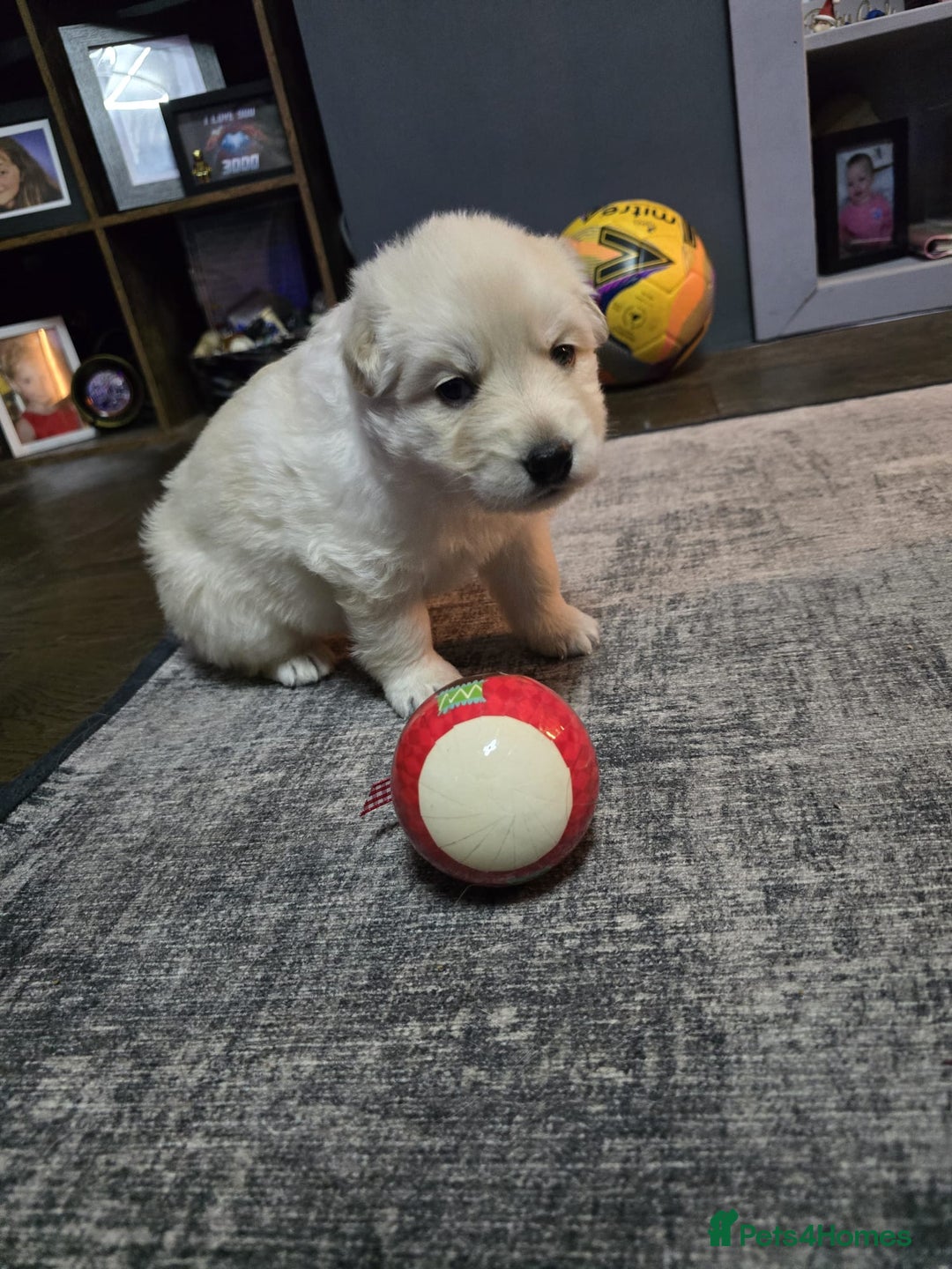 German Shepherd dogs for sale: READY TO LEAVE 3 LITTLE GSD GIRLS - Advert 19