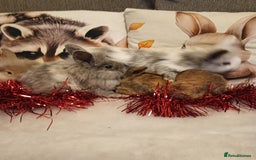 Mixed Breed rabbits for sale: Baby rabbits  - Advert 1