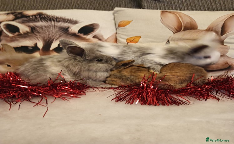 Mixed Breed rabbits Baby rabbits  - Advert 4