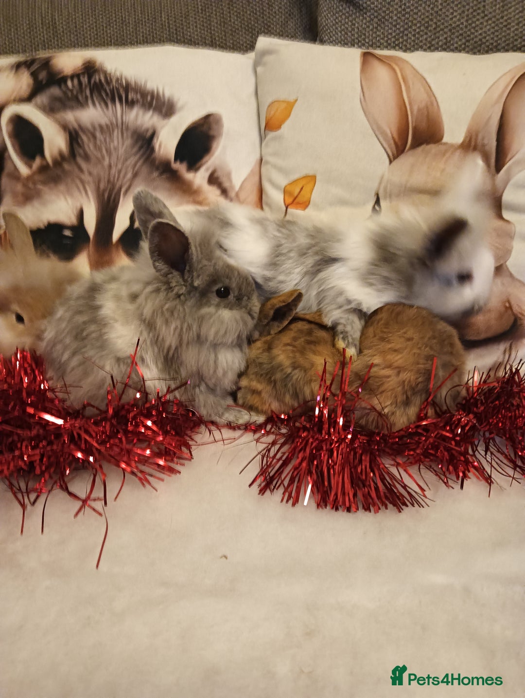 Mixed Breed rabbits for sale: Baby rabbits  - Advert 1