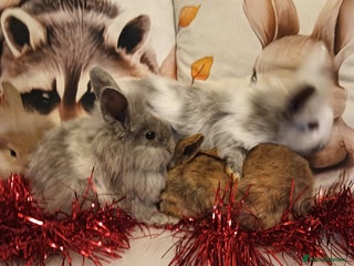 Mixed Breed rabbits for sale: Baby rabbits - Advert 1
