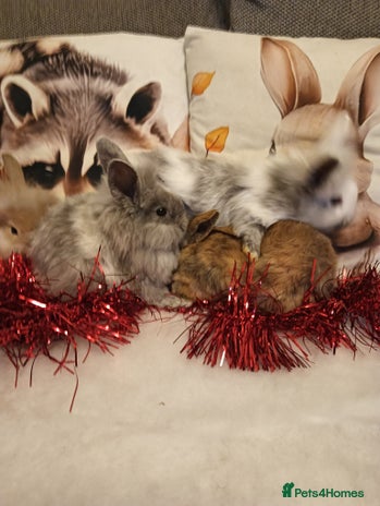 Mixed Breed rabbits Baby rabbits - Advert 9