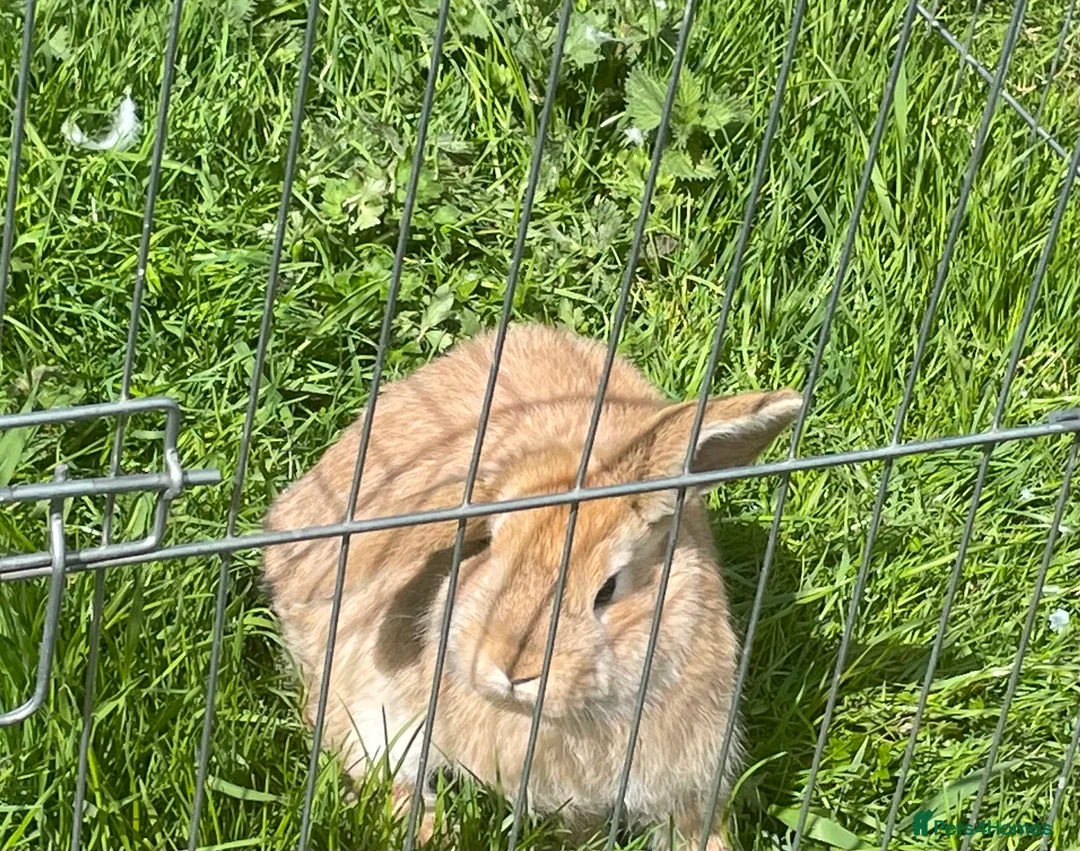 Mini Lop rabbits for sale: Mini Lop bunnies for sale - Advert 1