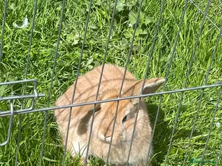 Mini Lop rabbits Mini Lop bunnies for sale - Advert 17