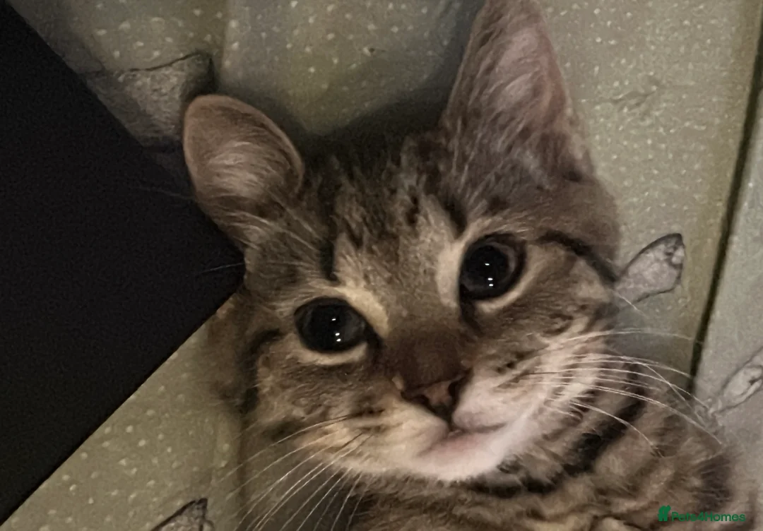 Mixed Breed cats for sale: 3 kittens for sale - Advert 2