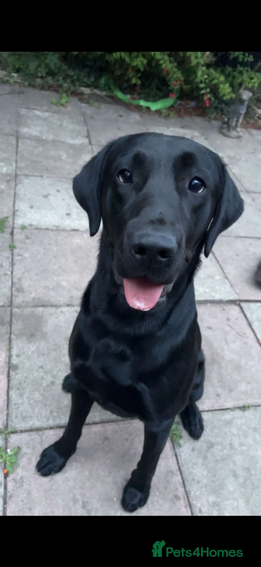 Labrador Retriever dogs for sale: Playful 2 Years Old Lab Looking for a Loving Home - Advert 2