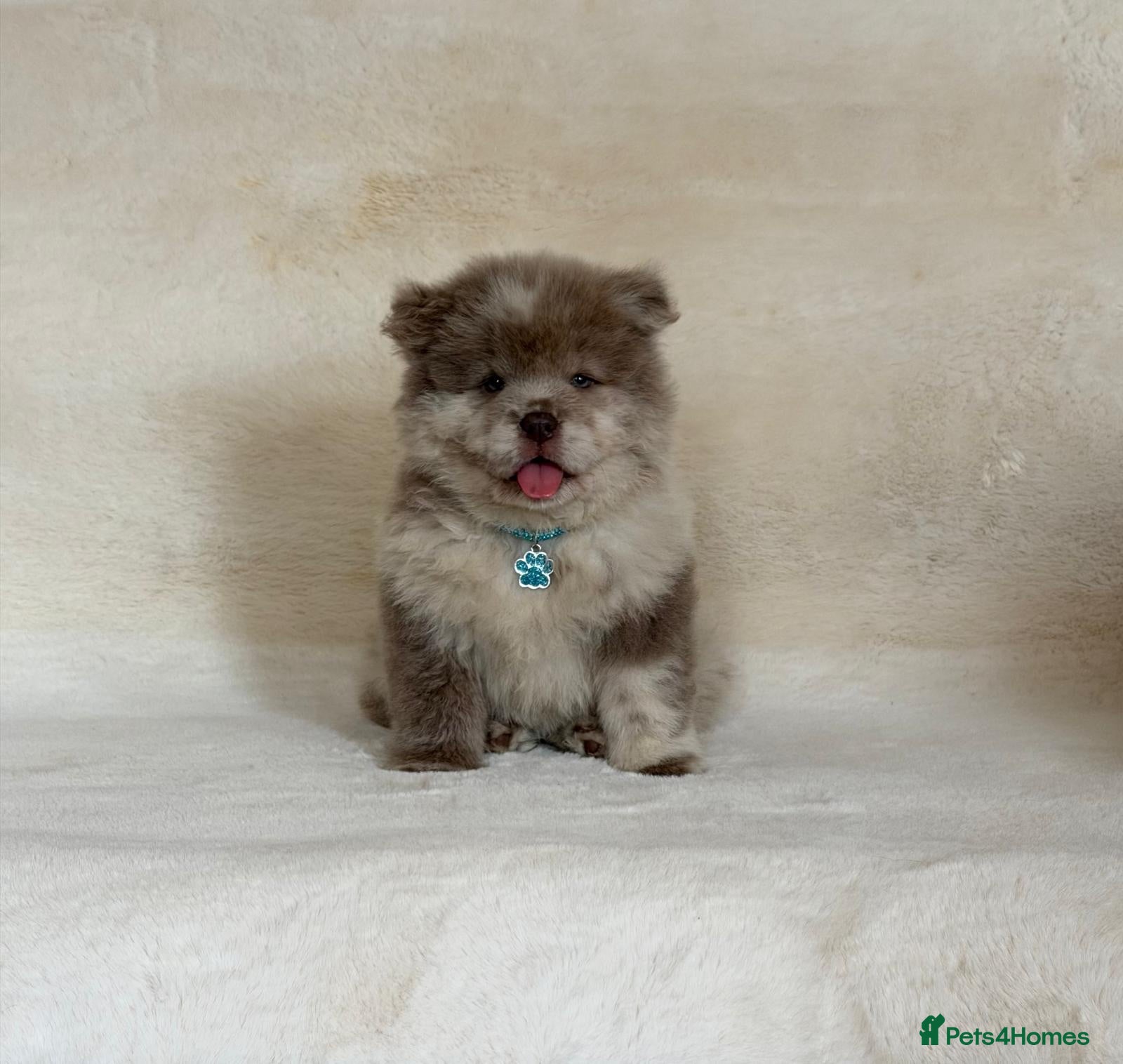 Chow Chow dogs Exotic colour pure chow chow puppies for sale  - Advert 2