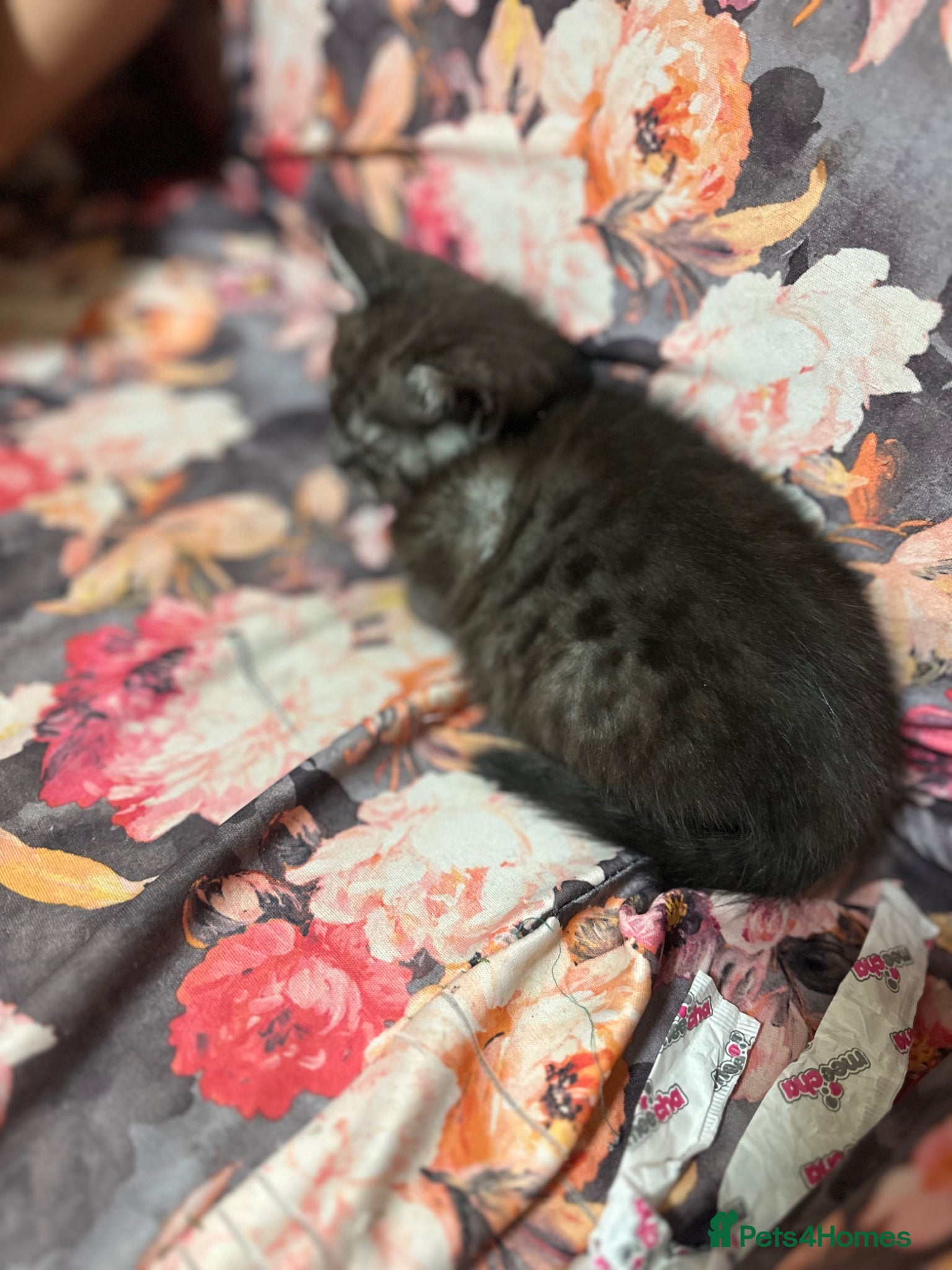 British Shorthair cats for sale: 2 remaining BSH kittens  - Advert 16