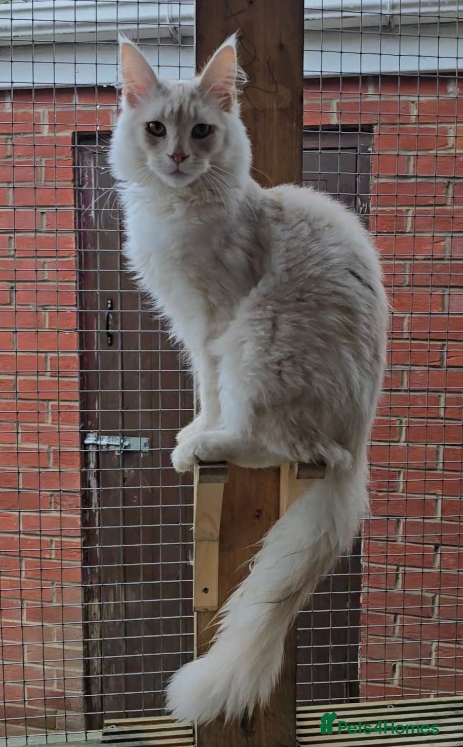 Maine Coon cats ONE STUNNING RED SILVER MALE MAINE COON REMAINING! in Rotherham - Advert 13