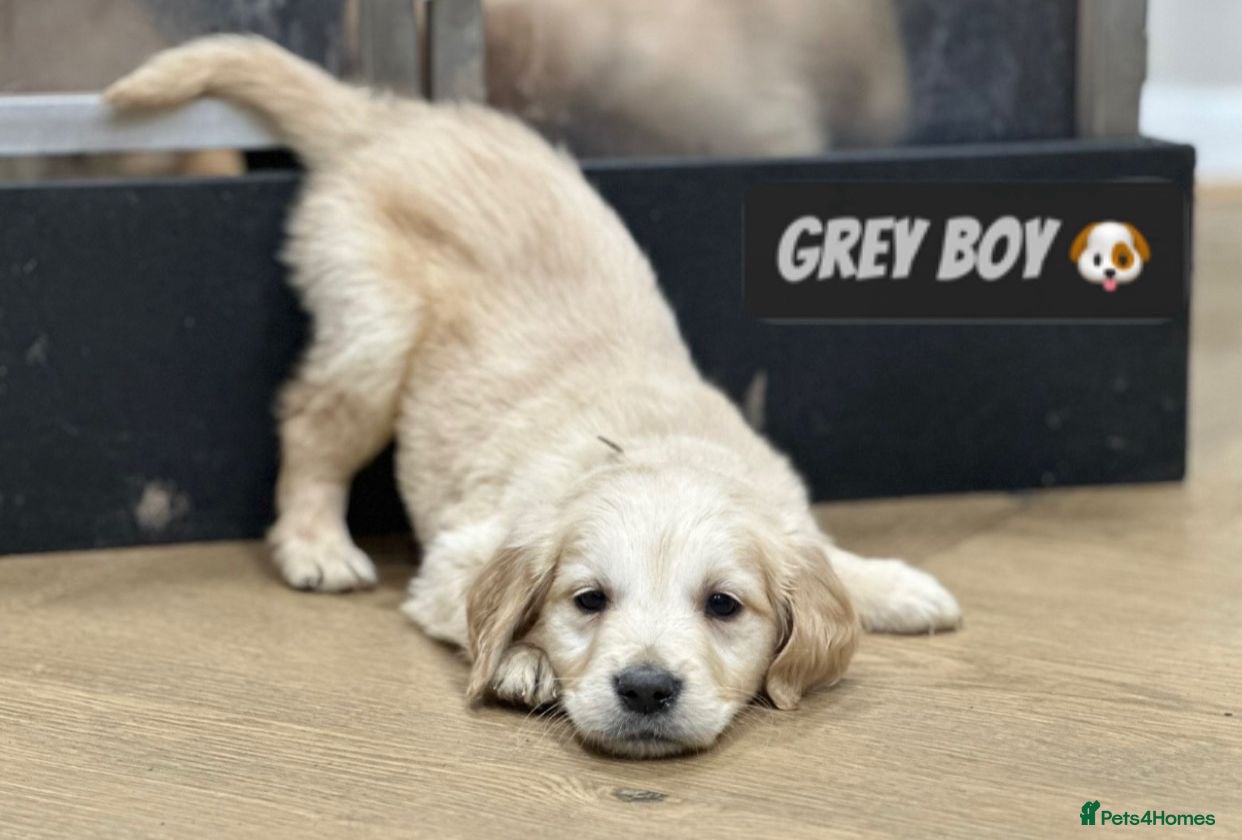 Golden Retriever dogs Chunky Pedigree Golden Retriever Puppies  - Advert 6