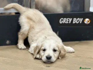 Golden Retriever dogs Chunky Pedigree Golden Retriever Puppies - Advert 6