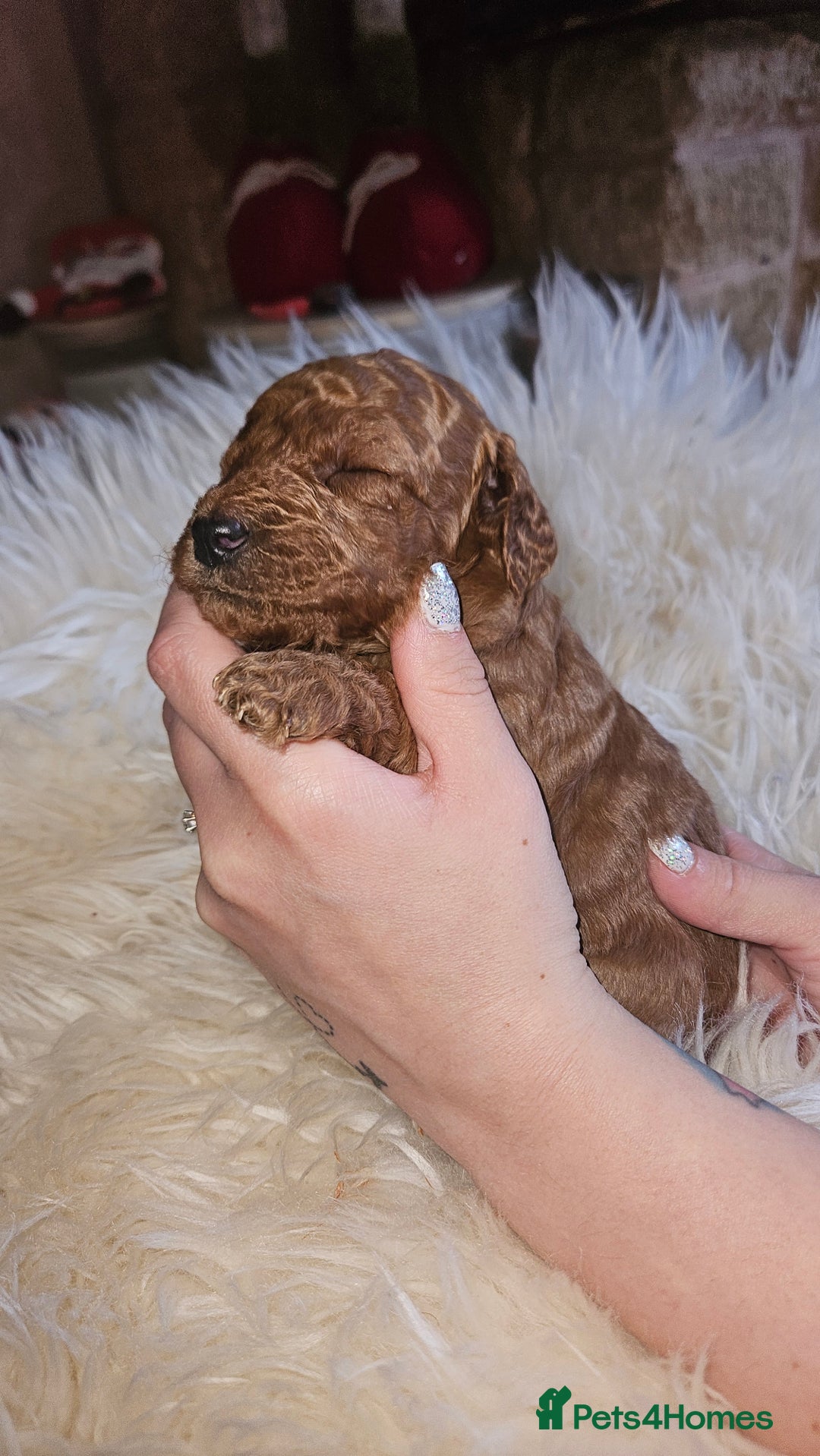 Miniature Poodle dogs for sale: Adorable miniature poodle puppies - Advert 13