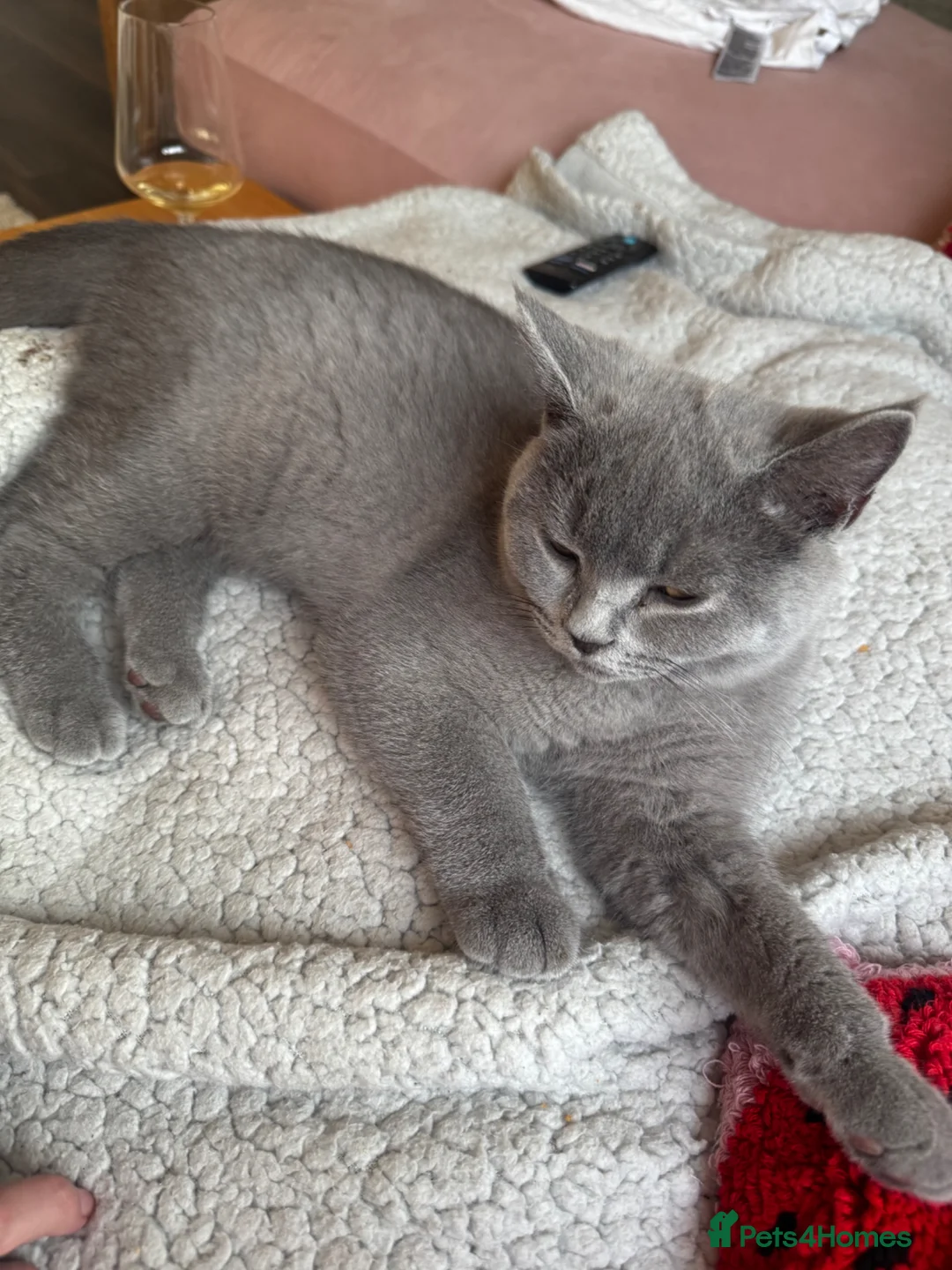 British Shorthair cats for sale: 3 British shorthair kittens in Nottingham - Advert 4