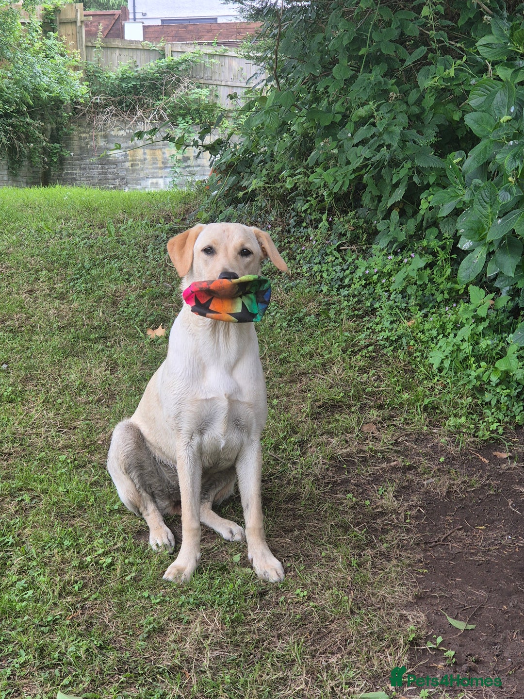 Labrador Retriever dogs for sale: 1 year old yellow labrador  - Advert 8