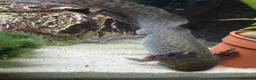 Axolotl reptiles for sale: Axolotls and their tank.  - Advert 6