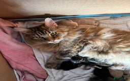 Maine Coon cats for sale: 2 Gorgeous Mane Coon Kittens  - Image 3