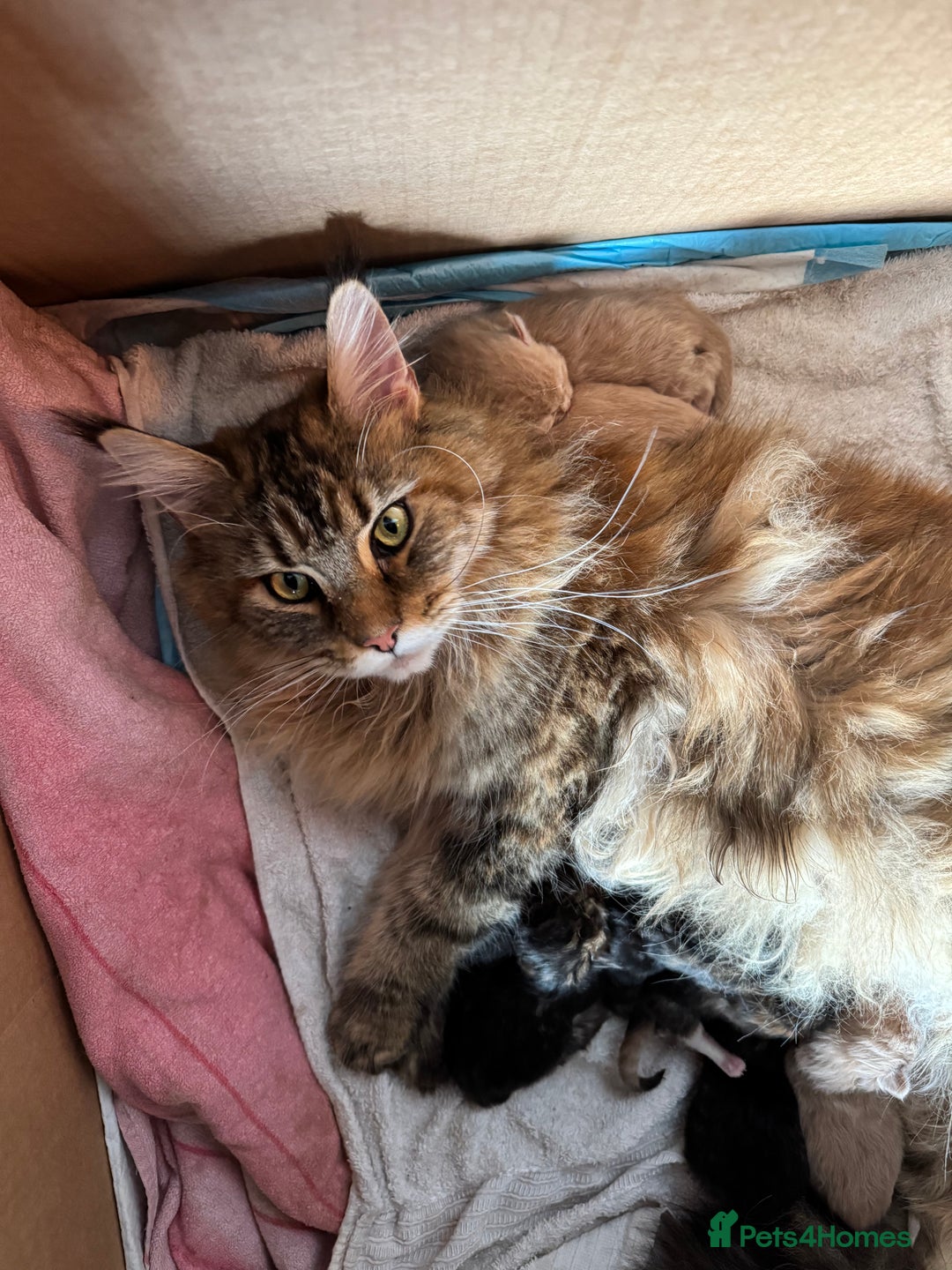 Maine Coon cats for sale: 2 Gorgeous Mane Coon Kittens  - Image 3