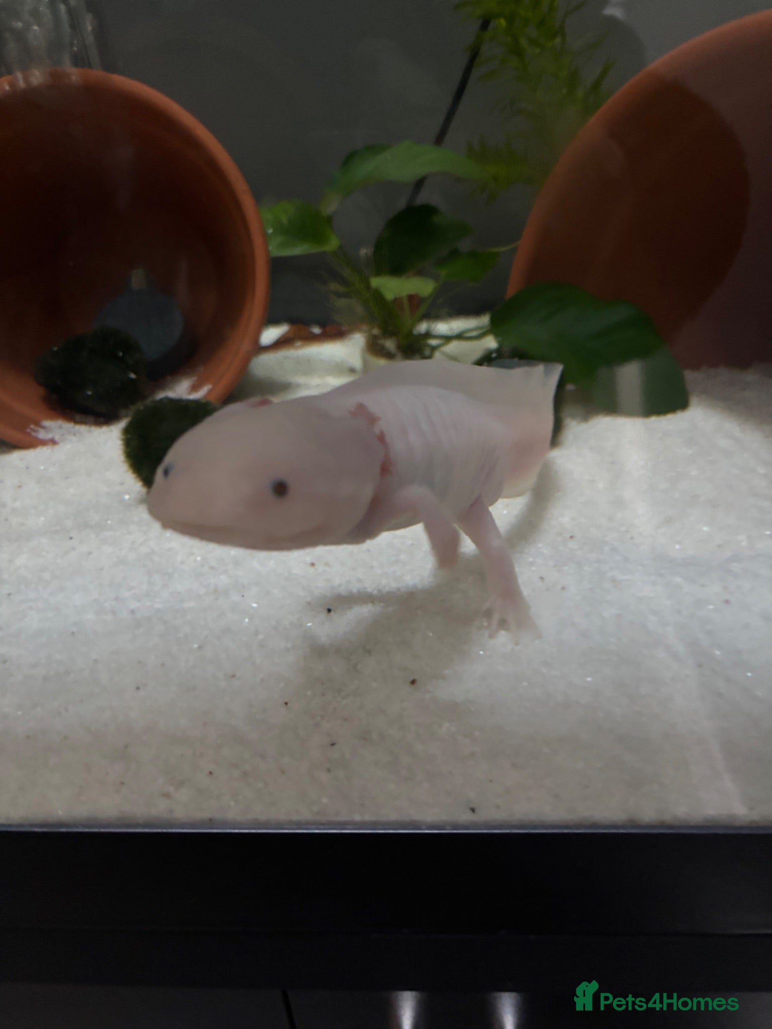 Axolotl reptiles Axolotls for sale - Advert 2