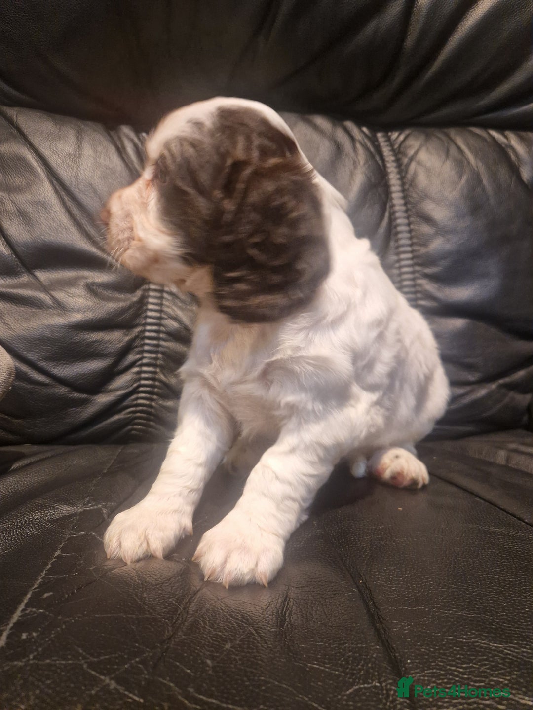 Cocker Spaniel dogs for sale: Stunning kc working cocker spaniels - Image 27