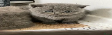 British Shorthair Kitten 1