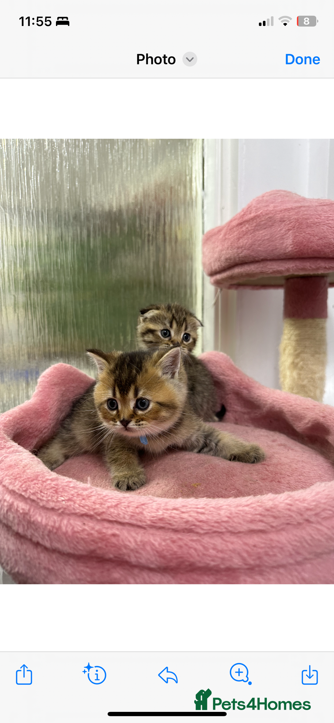 Scottish Fold cats for sale: Lovely kitten Highland delivery only Scotland Xx - Image 15