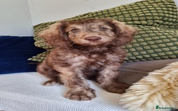 Cavapoo dogs for sale: F1b Standard Cavapoo, 3 remaining ready to leave in Watchet - Image 32