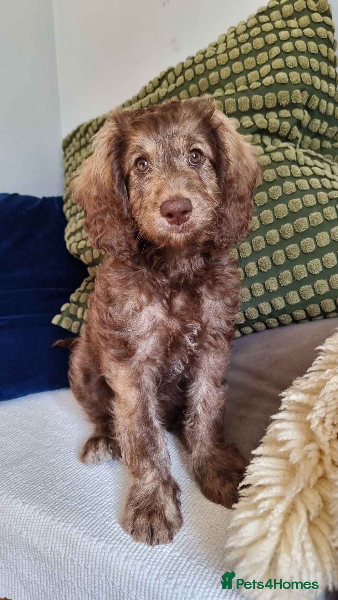 Cavapoo dogs for sale: F1b Standard Cavapoo, 3 remaining ready to leave in Watchet - Image 32