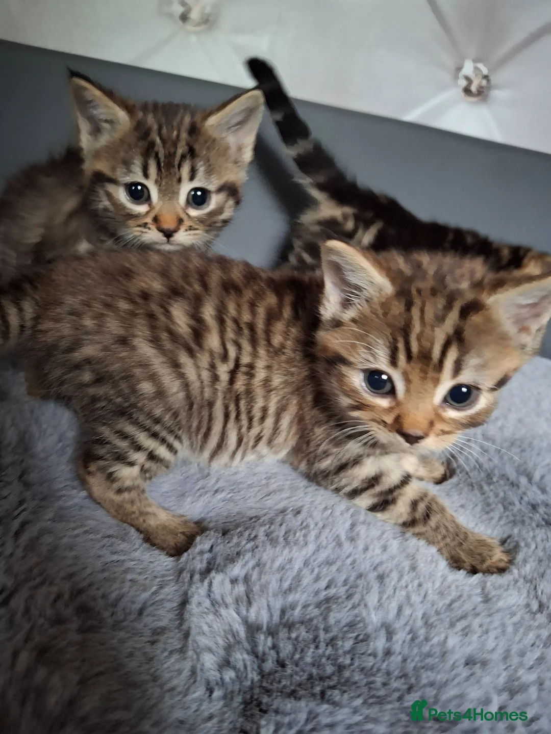 Mixed Breed cats for sale: 3 cutest females mixed bengal tabby kittens v - Advert 2