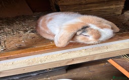 Dwarf Lop rabbits for sale: Dwarf lop eared - Image 6