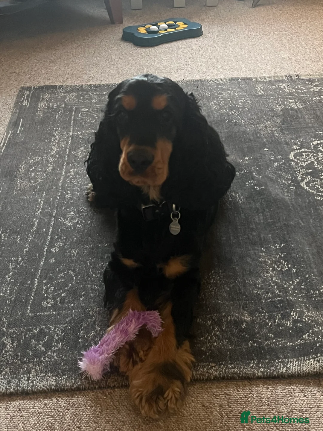 Cocker Spaniel dogs for sale: Beautiful Boy looking for forever home - Advert 3