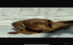 Miniature Dachshund dogs for sale: Mini dachshund puppies for sale !!!  - Image 4