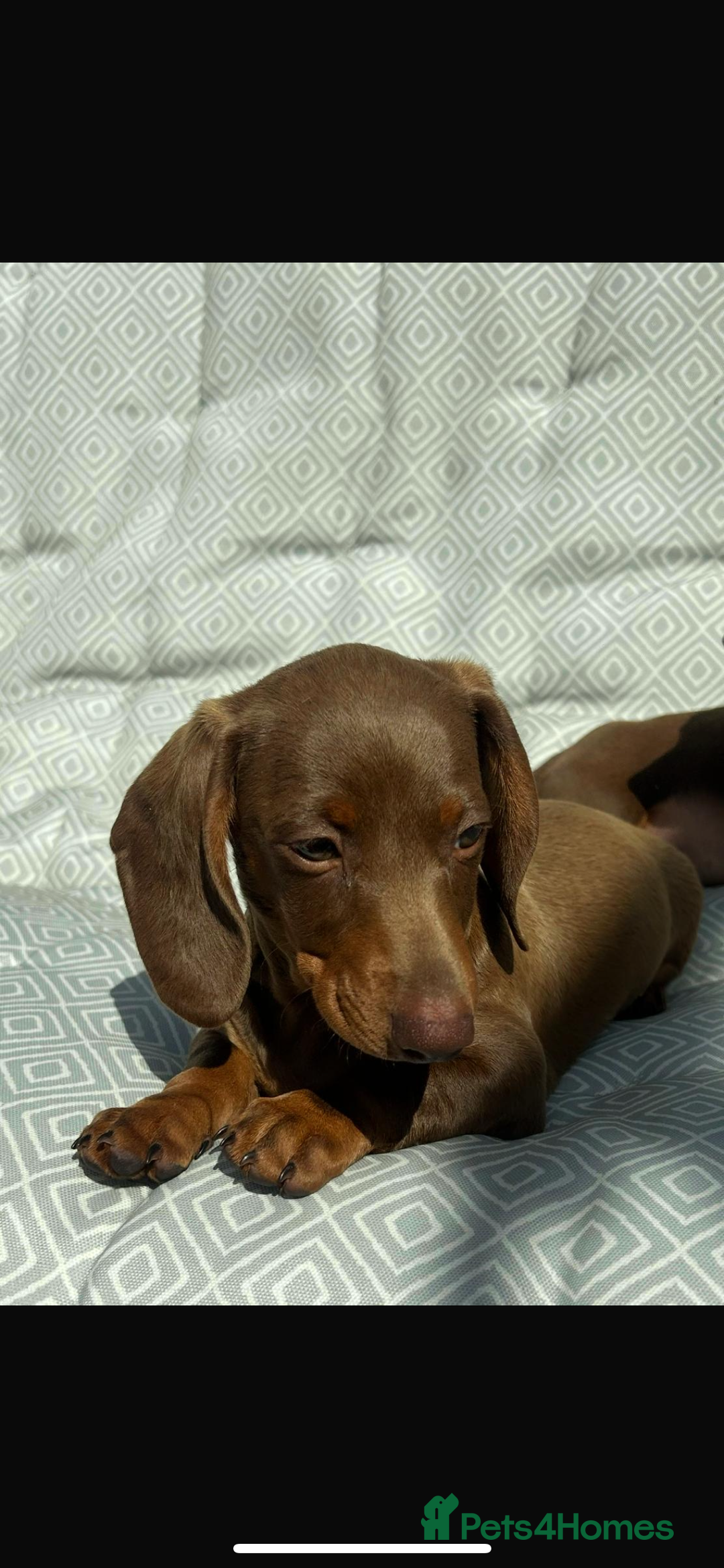 Miniature Dachshund dogs for sale: Mini dachshund puppies for sale !!!  - Image 4