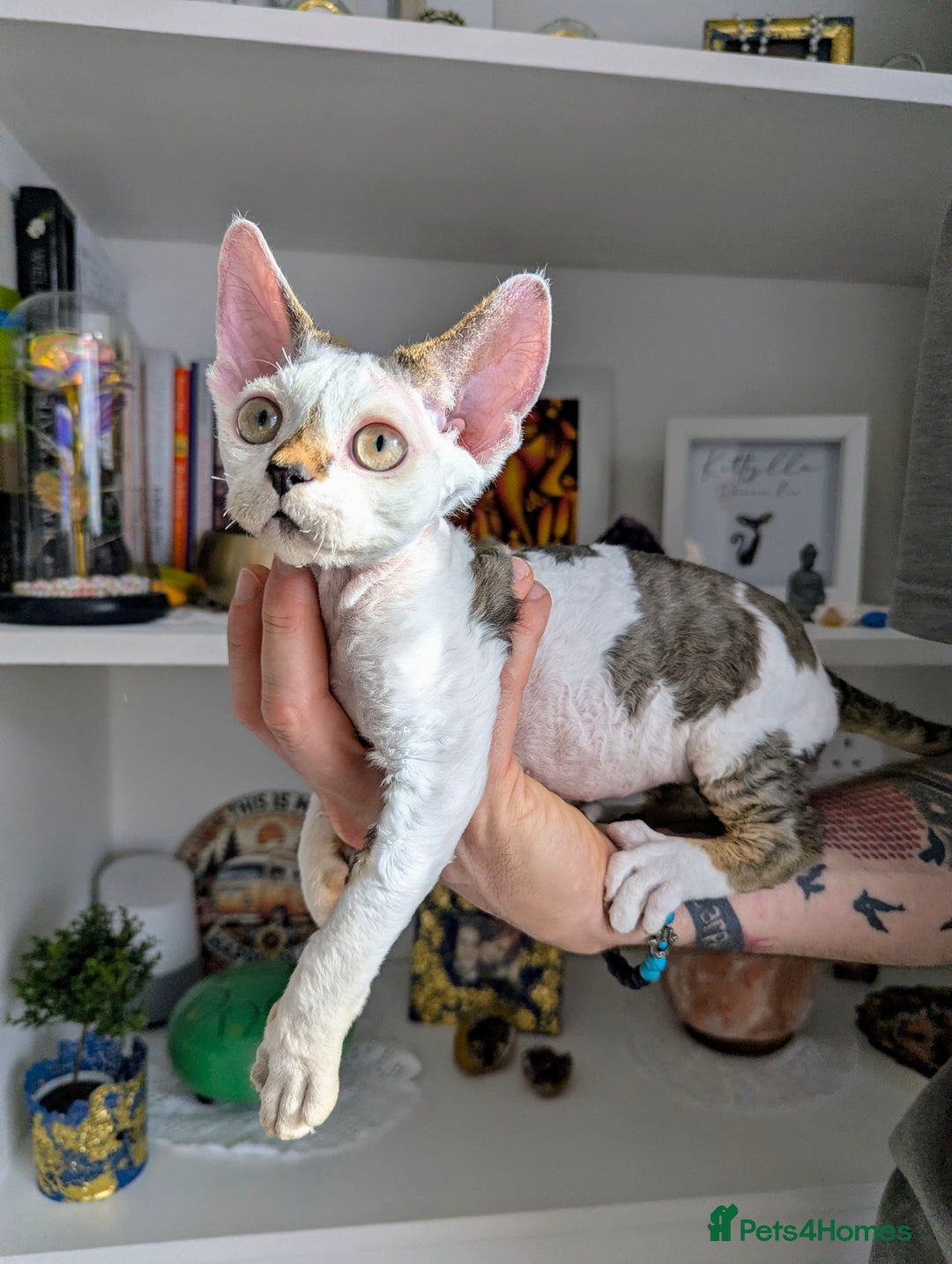 Devon Rex cats for sale: Two cuddlebugs- literally sticker cats available❤️ - Image 5