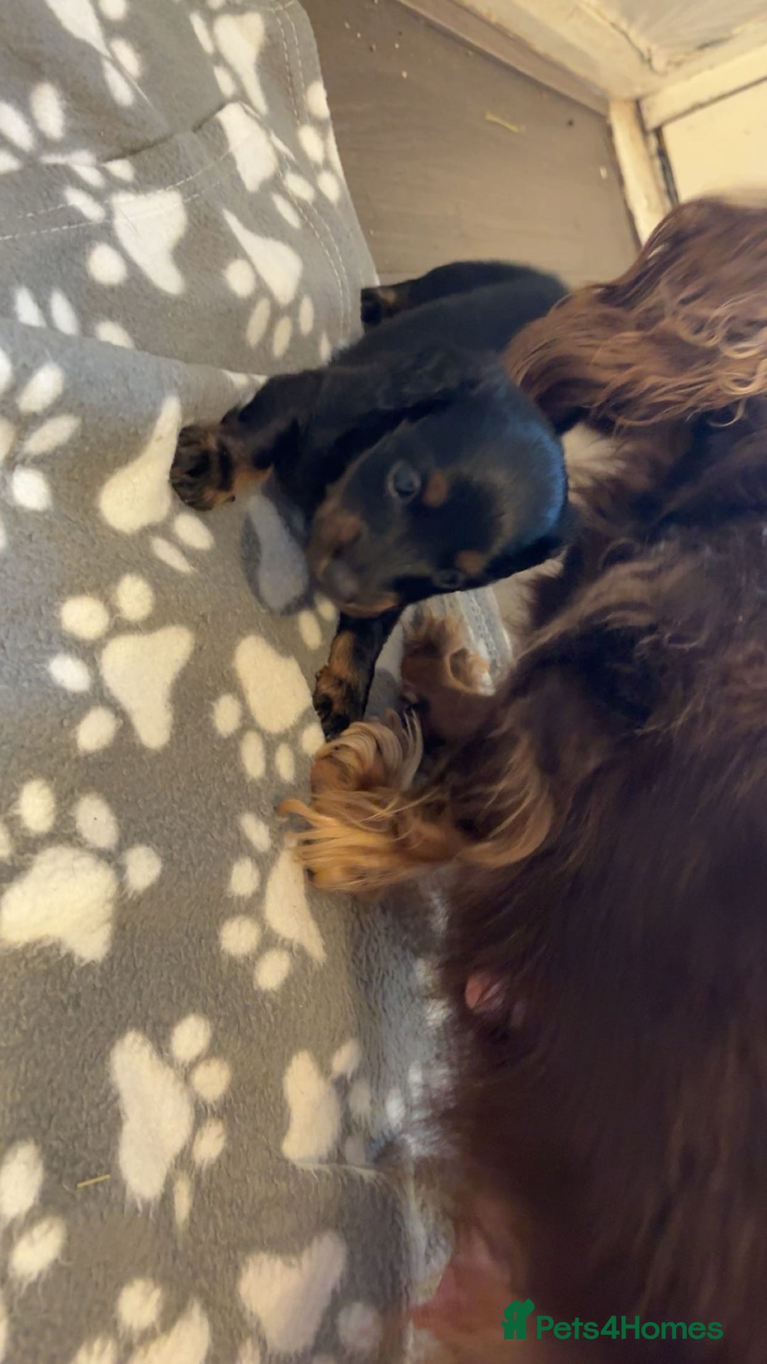 Dachshund dogs for sale: Long haired dachshund  - Image 11