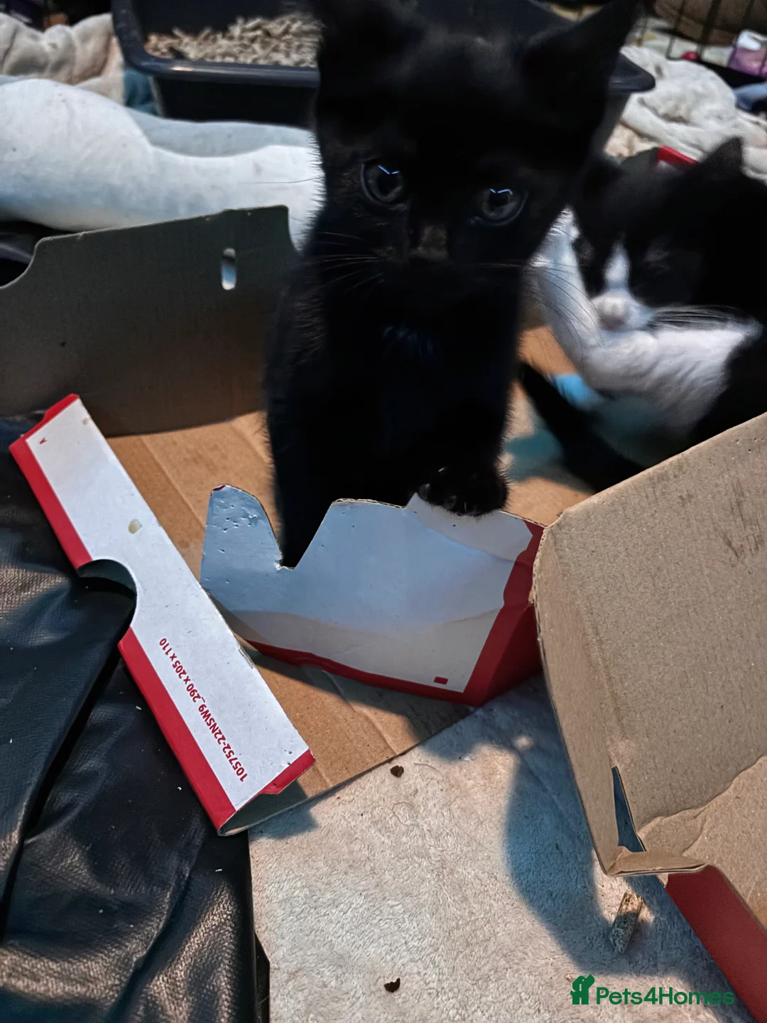 Mixed Breed cats for sale: 3 female kittens for sale - Advert 4