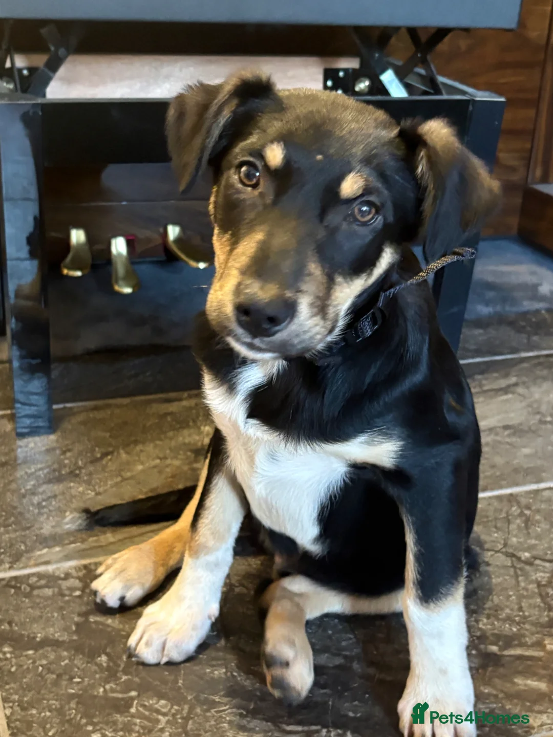 Huntaway dogs for sale: Jake the Huntaway  in Bristol - Advert 2