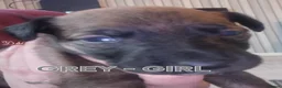 Mixed Breed dogs for sale: Kelpie x Collie Puppies - Advert 4